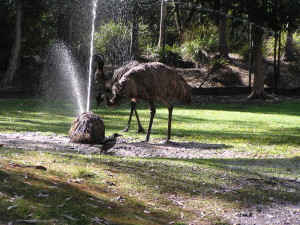 at Rockhampton Zoo