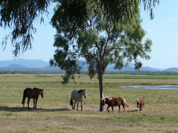 Wetland Tour by Capricorn Resort