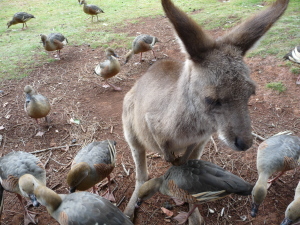 Cooberrie Park