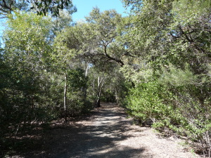 Bush Walking