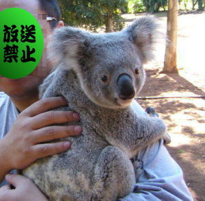 Koala w/strange man