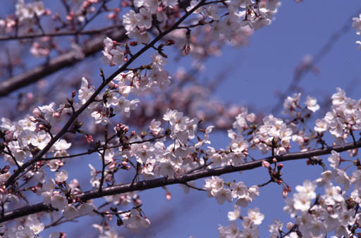 SAKURA (Apr. 2000)