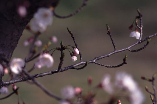 Before blossom, (Apr. 2000)