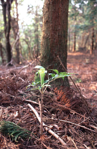 What is this plant? (May 1999)