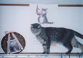 J[e[̂с[@̂Q