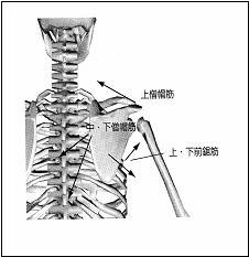 図１　肩甲骨周囲の筋