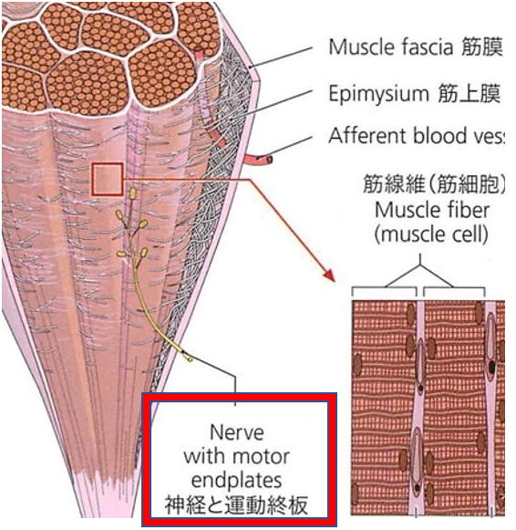 筋膜