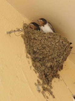 ツバメ３羽巣立ち、残り２羽