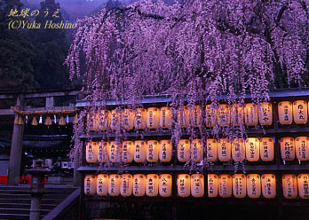 大石神社 京都の桜