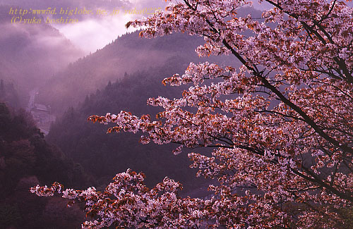 吉野山の桜 山桜