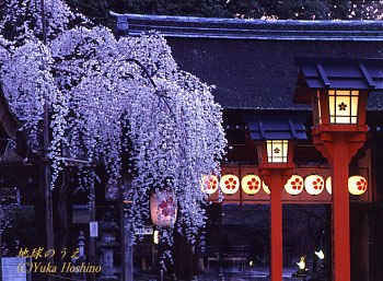 夜桜の平野神社 京都