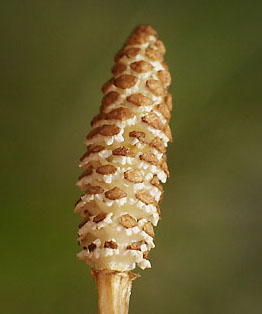 tukusi-housi-1(14Kb)