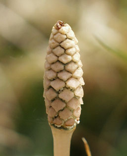 tukusi-housi-2(13Kb)