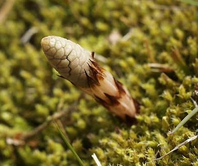 tukusi-closeup(23Kb)