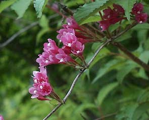 tani-utsugi-closeup(17Kb)