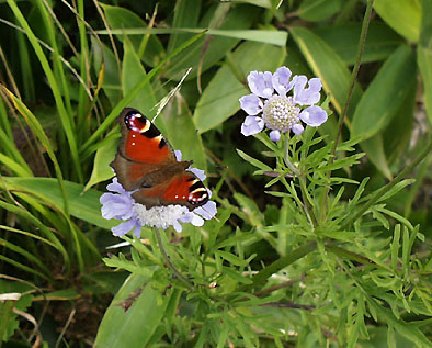 peacock-butterfly(50.6Kb)