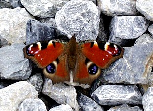 peacock-butterfly(36.5Kb)