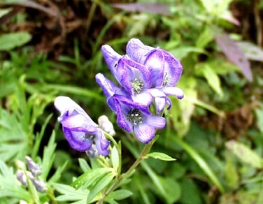 aconitum(34.6Kb)