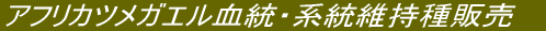 AtJcKGEnێ̔ 