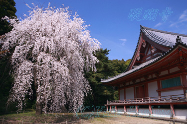 펛 