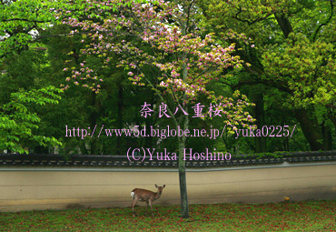 ޗǔd  ]Q