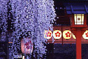 _  Sakura KYOTO