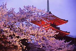 ������ ���C�g�A�b�v ��