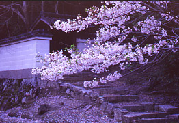 �N�w�̘H �� ���s