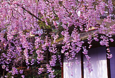 �쑺�ʓ@ �� ���s