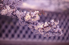 �� �^�@�� ���s