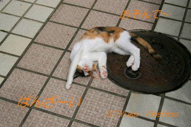 ACuŁ`v