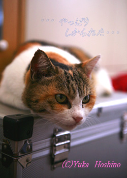 ڂ